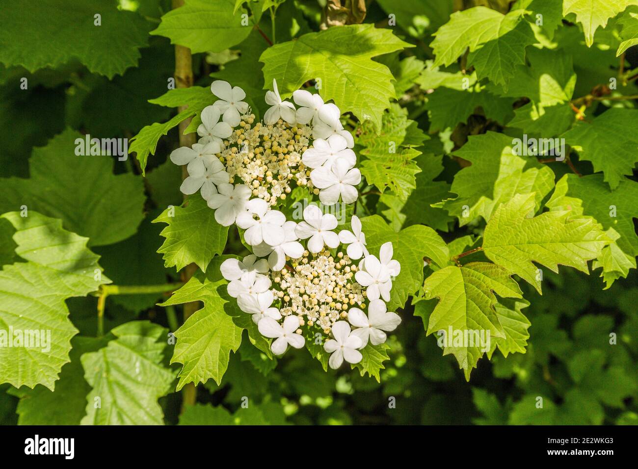 Close-up of white cream colored flower of Guelder rose, Viburnum opulus, Stock Photo