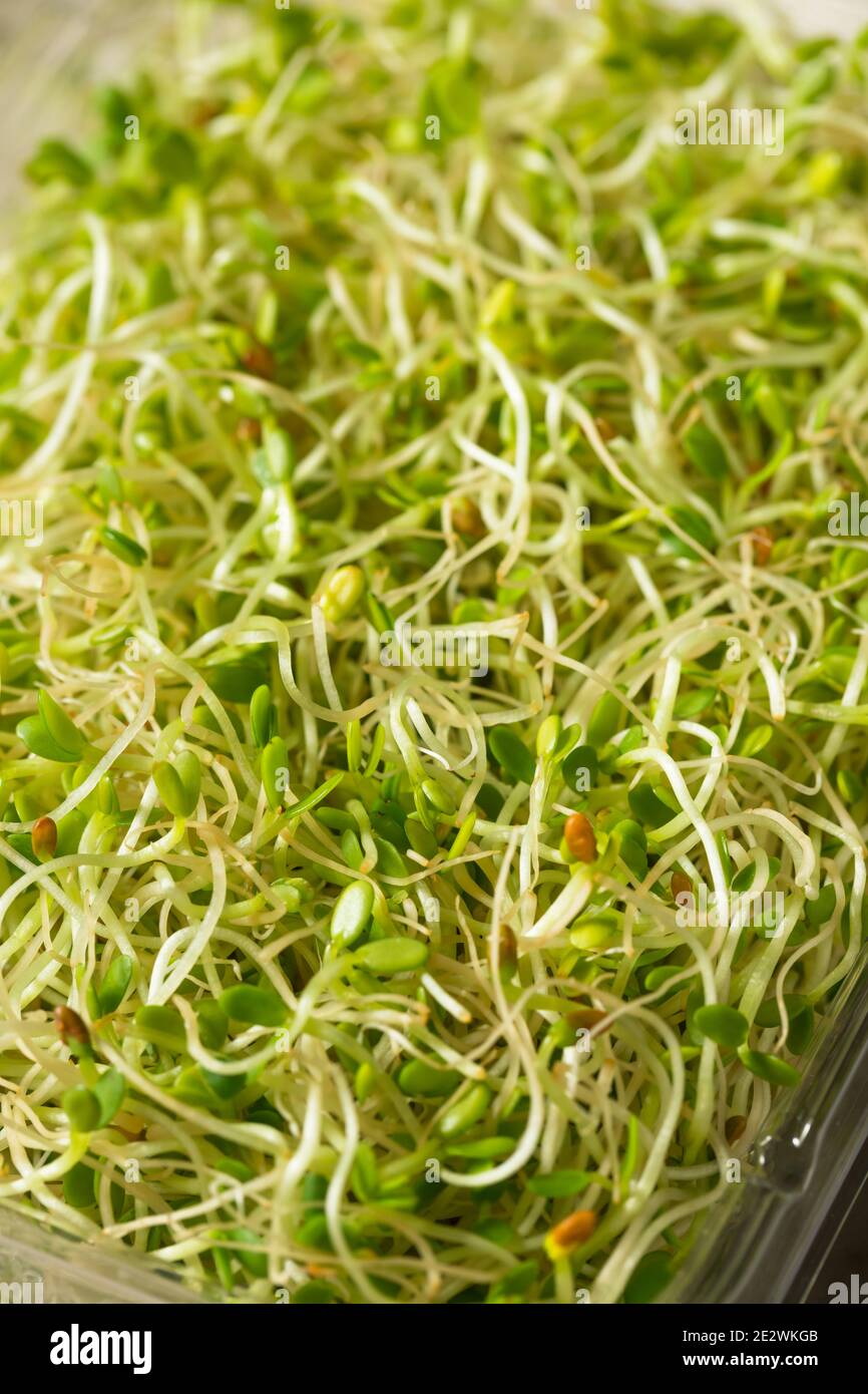 Organic Green Raw Alfalfa Sprouts in a Container Stock Photo Alamy