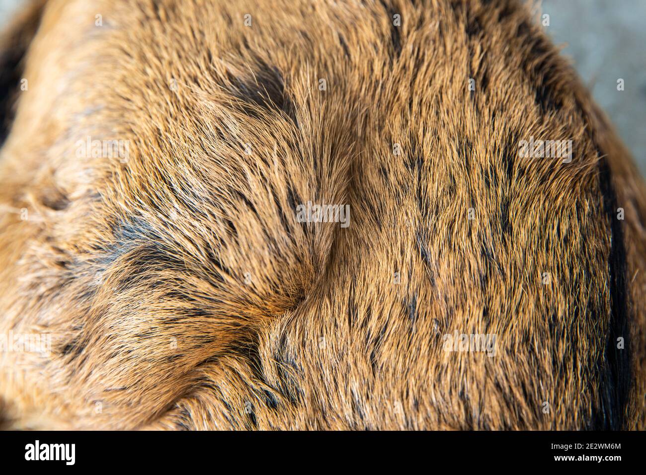 Goat skin hires stock photography and images Alamy