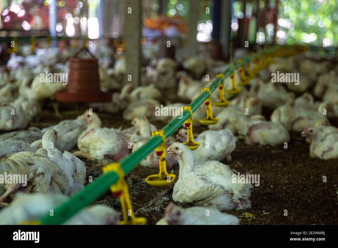 Poultry farm at Chandpur, Bangladesh Stock Photo Alamy