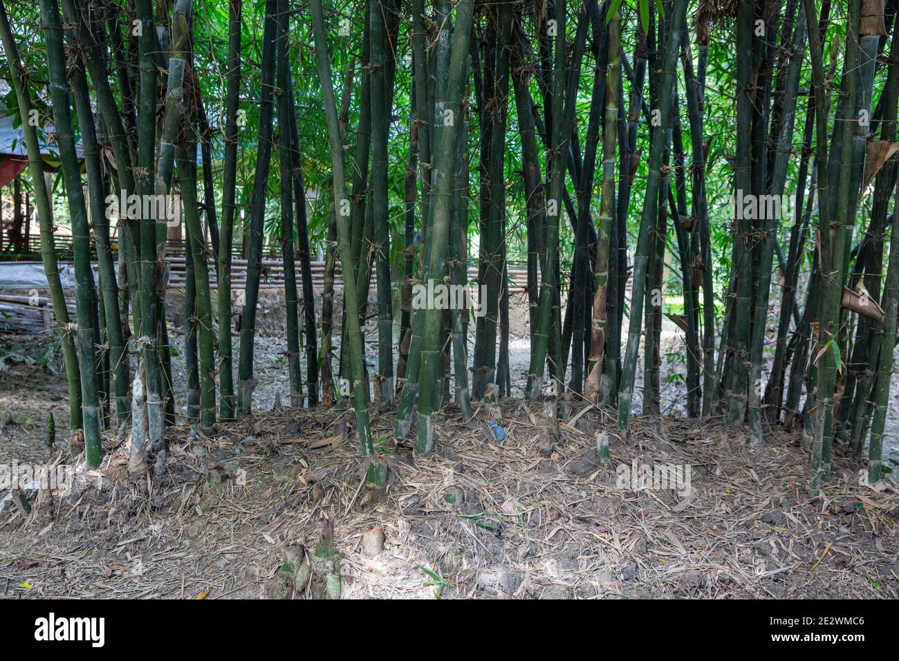 Bamboo plants at a village in Chandpur, Bangladesh Stock Photo Alamy