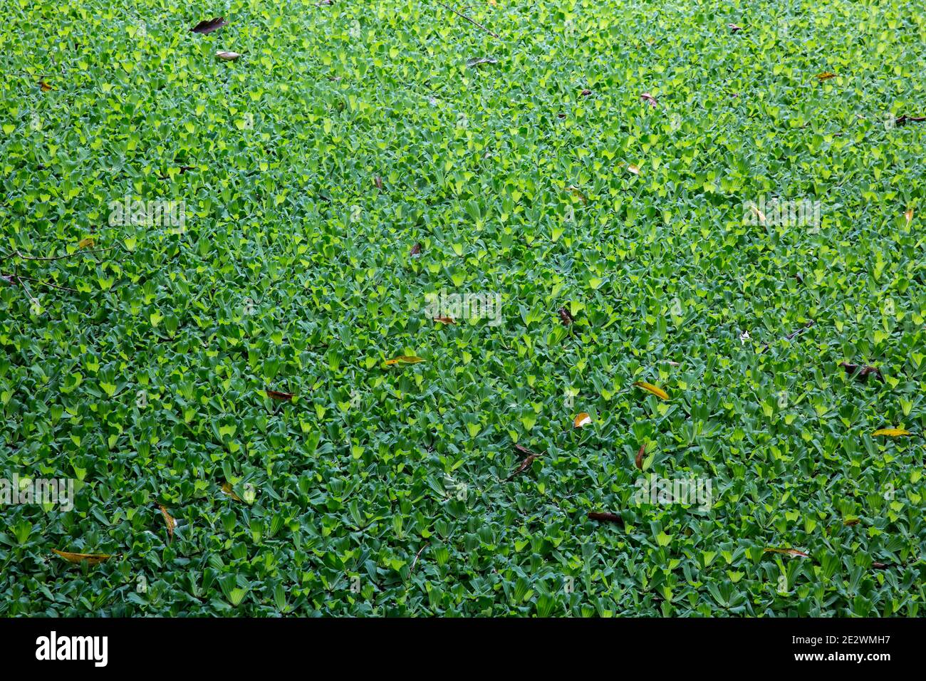 Eichhornia crassipes or common water hyacinth covered a waterbody. Chandpur, Bangladesh Stock Photo