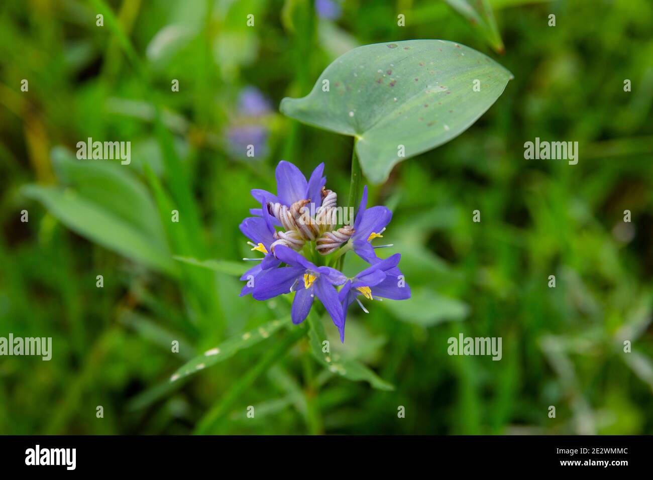 Water hyacint flower in a waterbody. Stock Photo