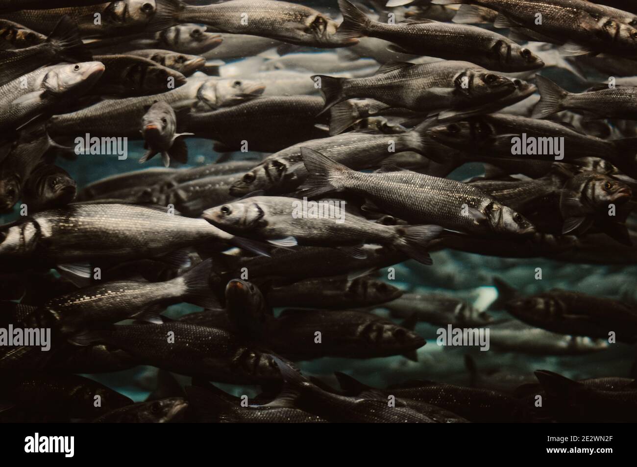 Numerous Fish many fish accumulated together in the sea water. Shoal Stock Photo - Alamy