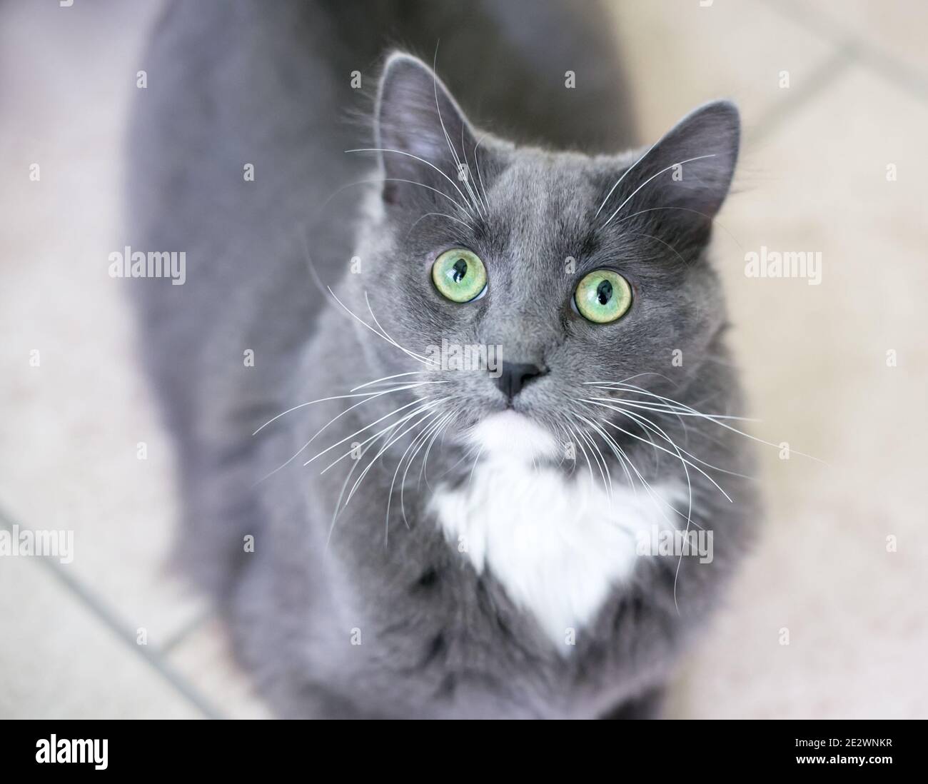 A gray and white domestic medium haired cat with green eyes looking up at the camera Stock Photo