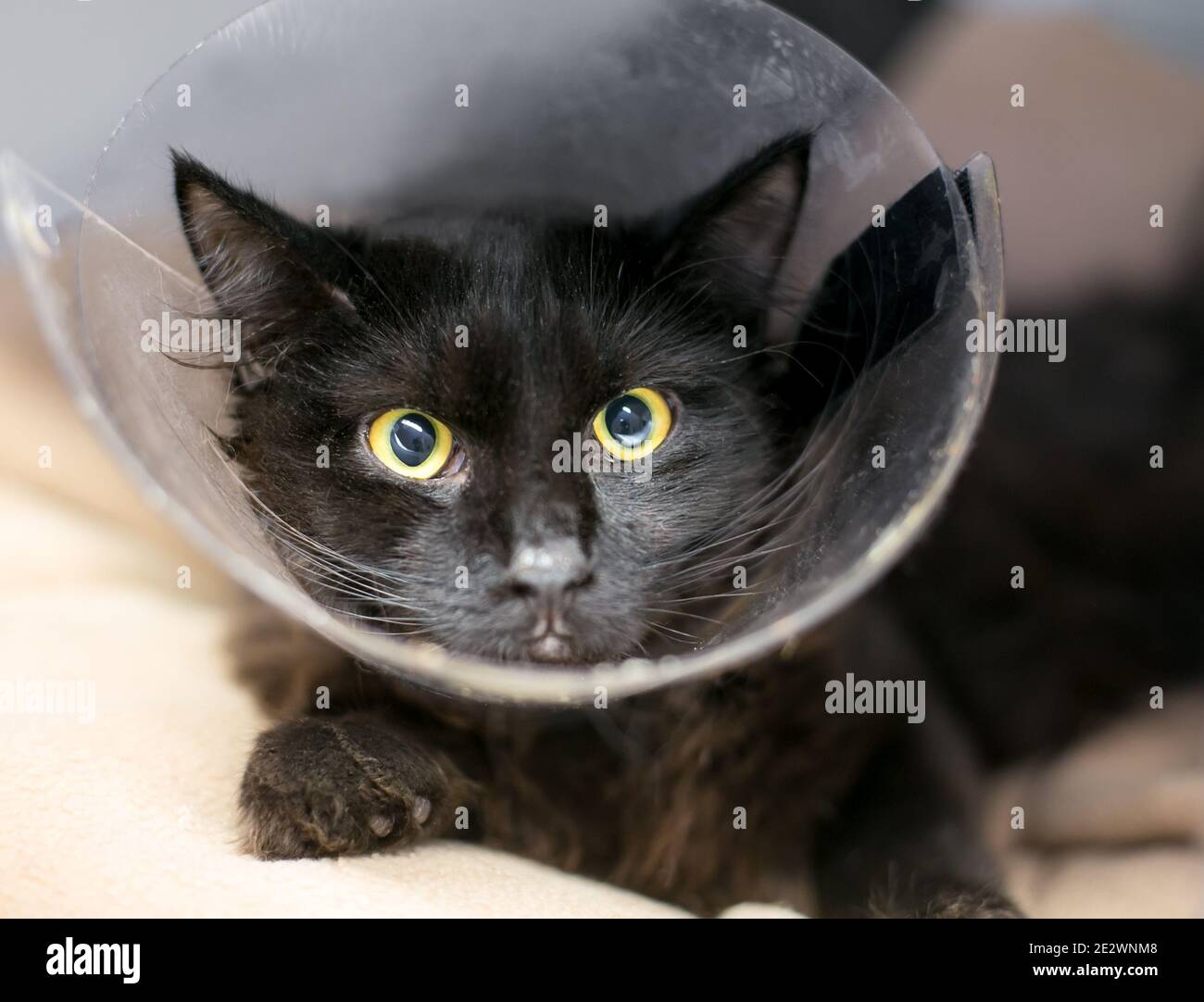 A black shorthair cat with yellow eyes and dilated pupils wearing a protective Elizabethan collar after a medical procedure Stock Photo