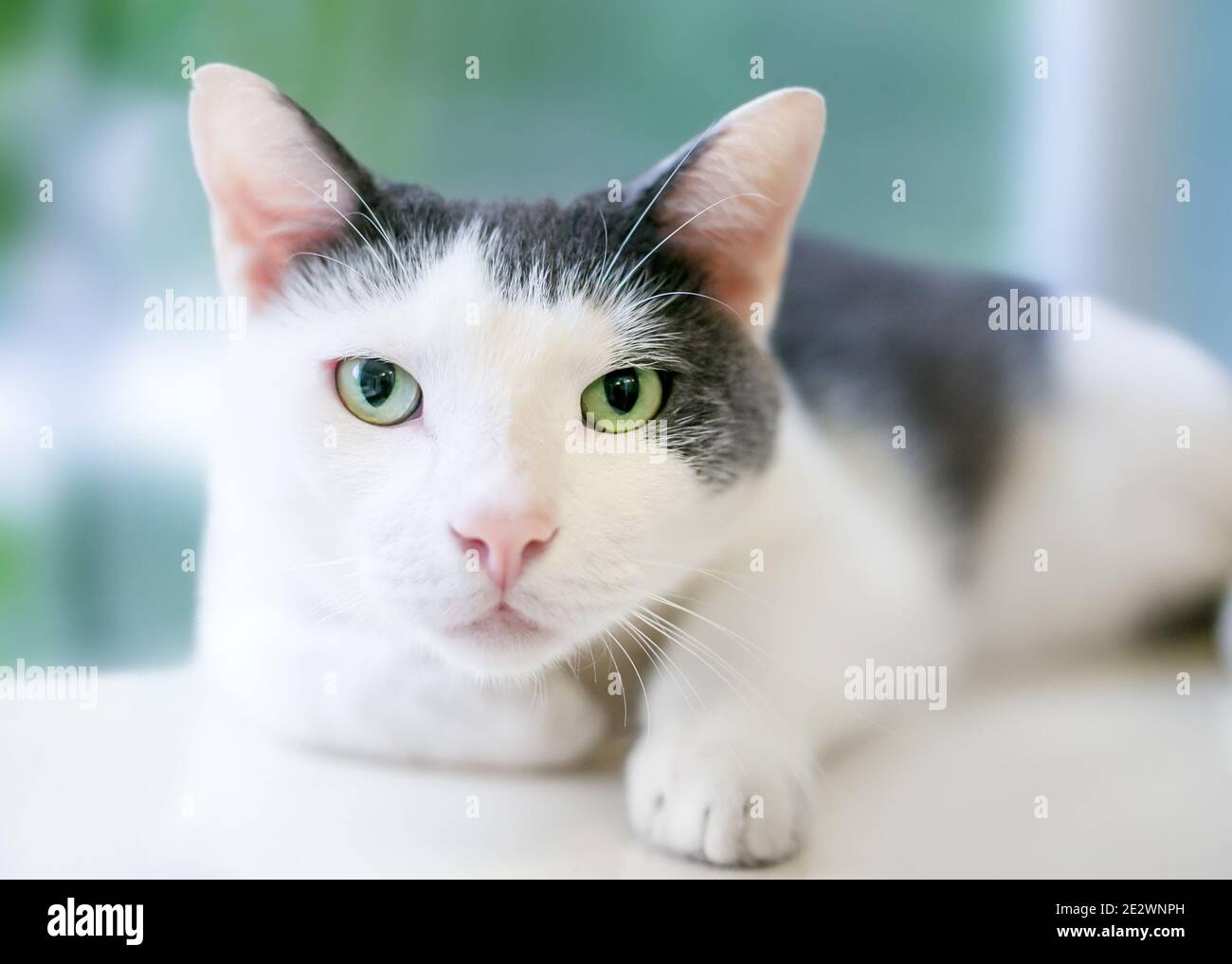 A gray and white shorthair cat with green eyes staring at the camera Stock Photo