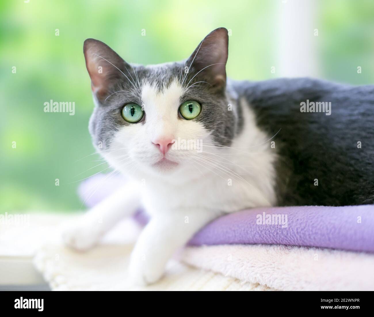 A gray and white shorthair cat with green eyes lying on a blanket and looking at the camera Stock Photo