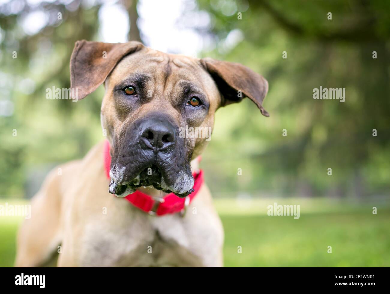 A Great Dane mixed breed dog with large floppy ears wearing a red collar and looking at the camera with a head tilt Stock Photo
