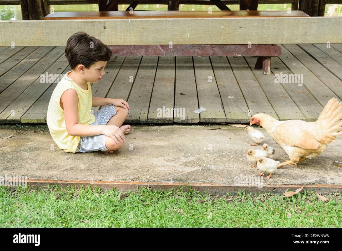 7 year old child watching a hen and her chicks feed. Stock Photo