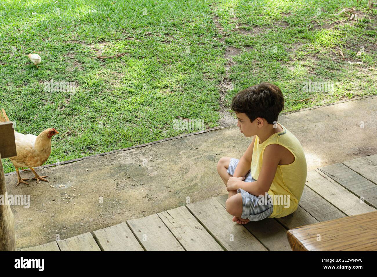 7 year old child watching a chicken feed. Stock Photo