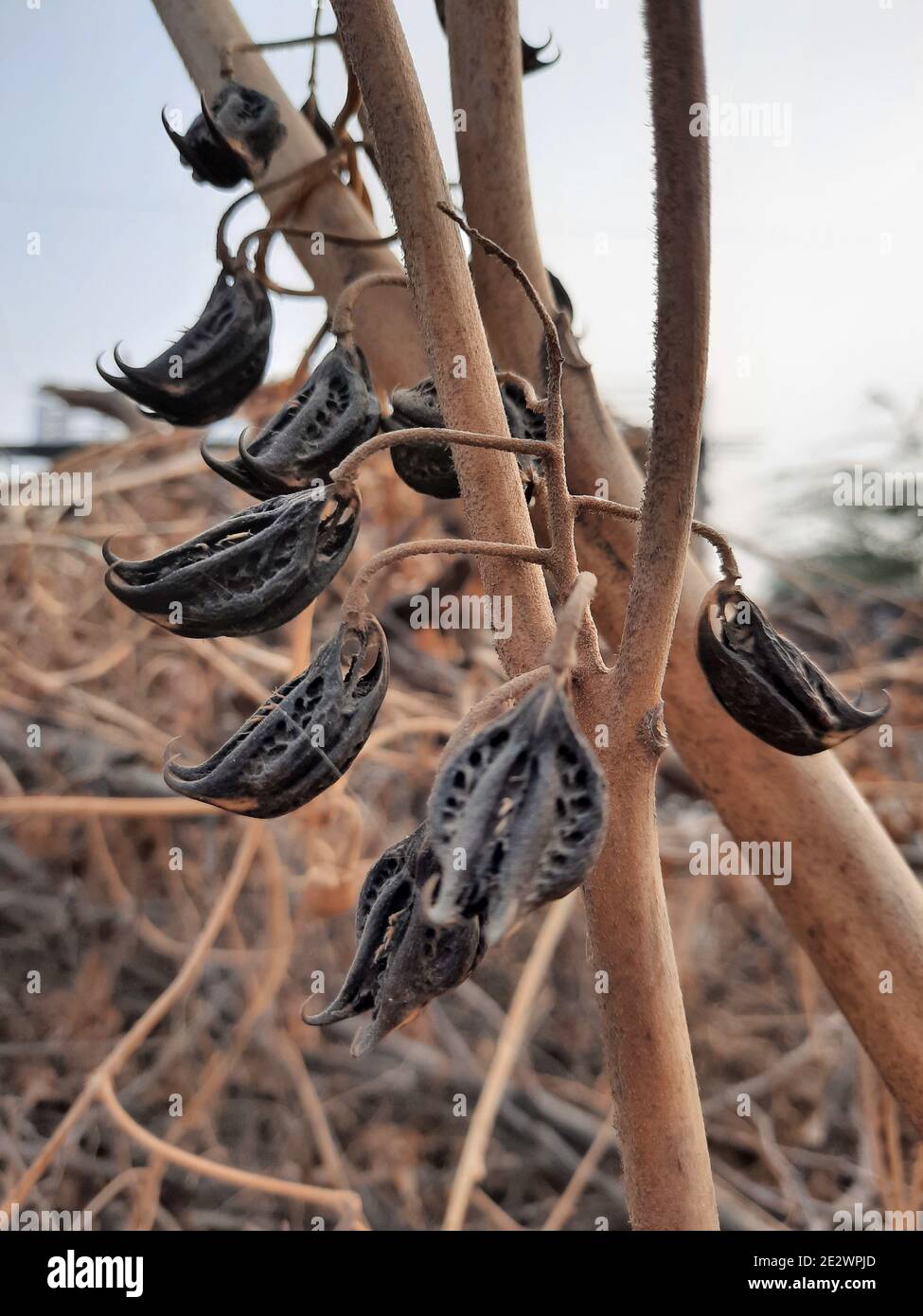 Vertical shot of martynia seeds on a plant Stock Photo