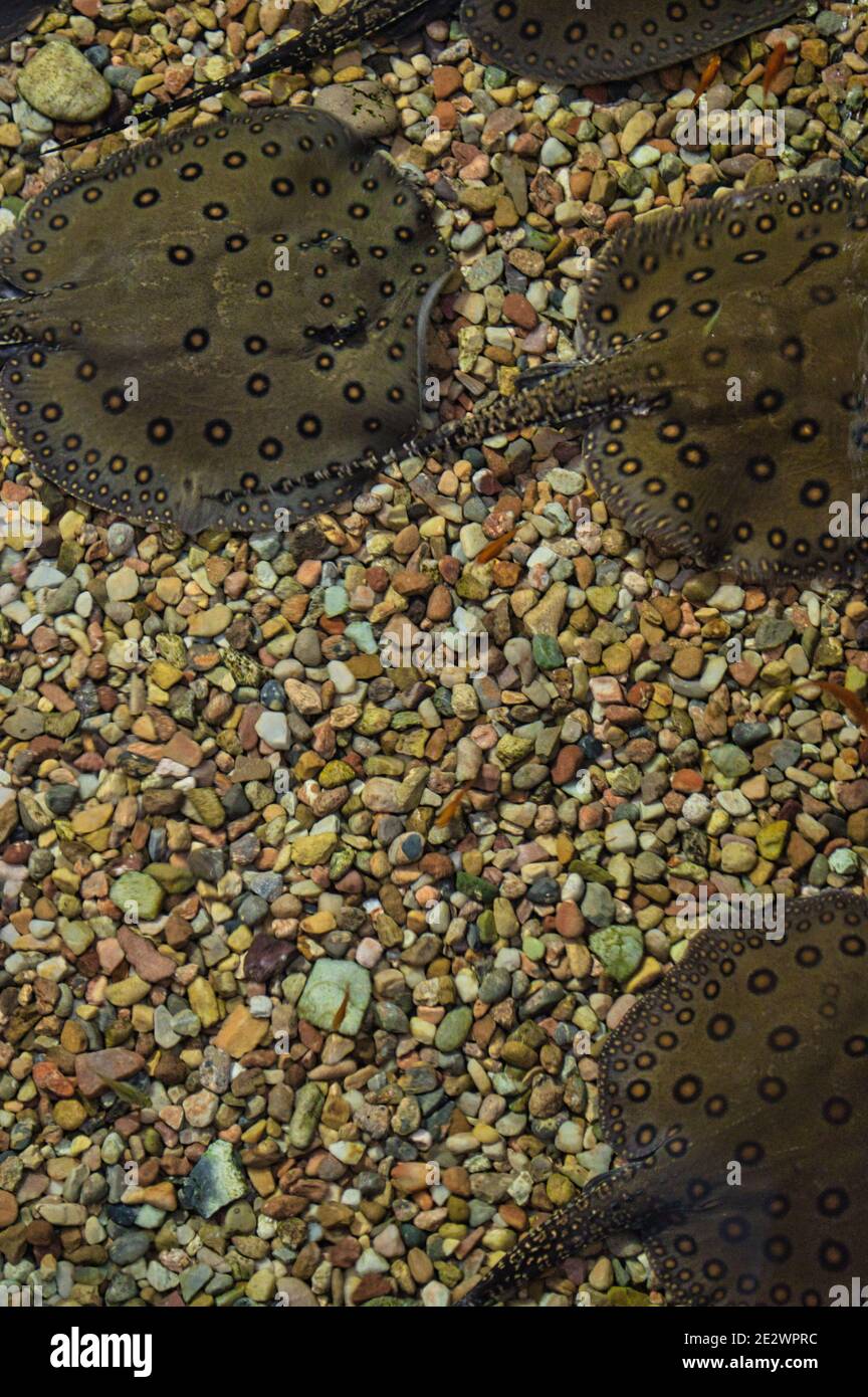 Top view of Stingray motoro (Potamotrygon motoro) in aquarium Stock Photo