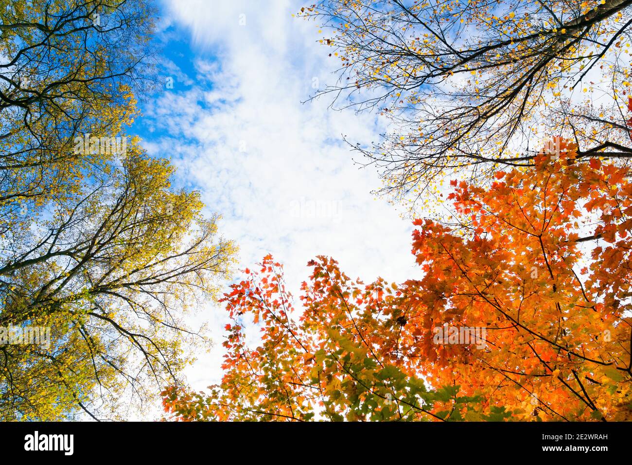 Autumn leaves, autumn colours, fall leaves, fall colours, blue sky,, looking up through trees Stock Photo