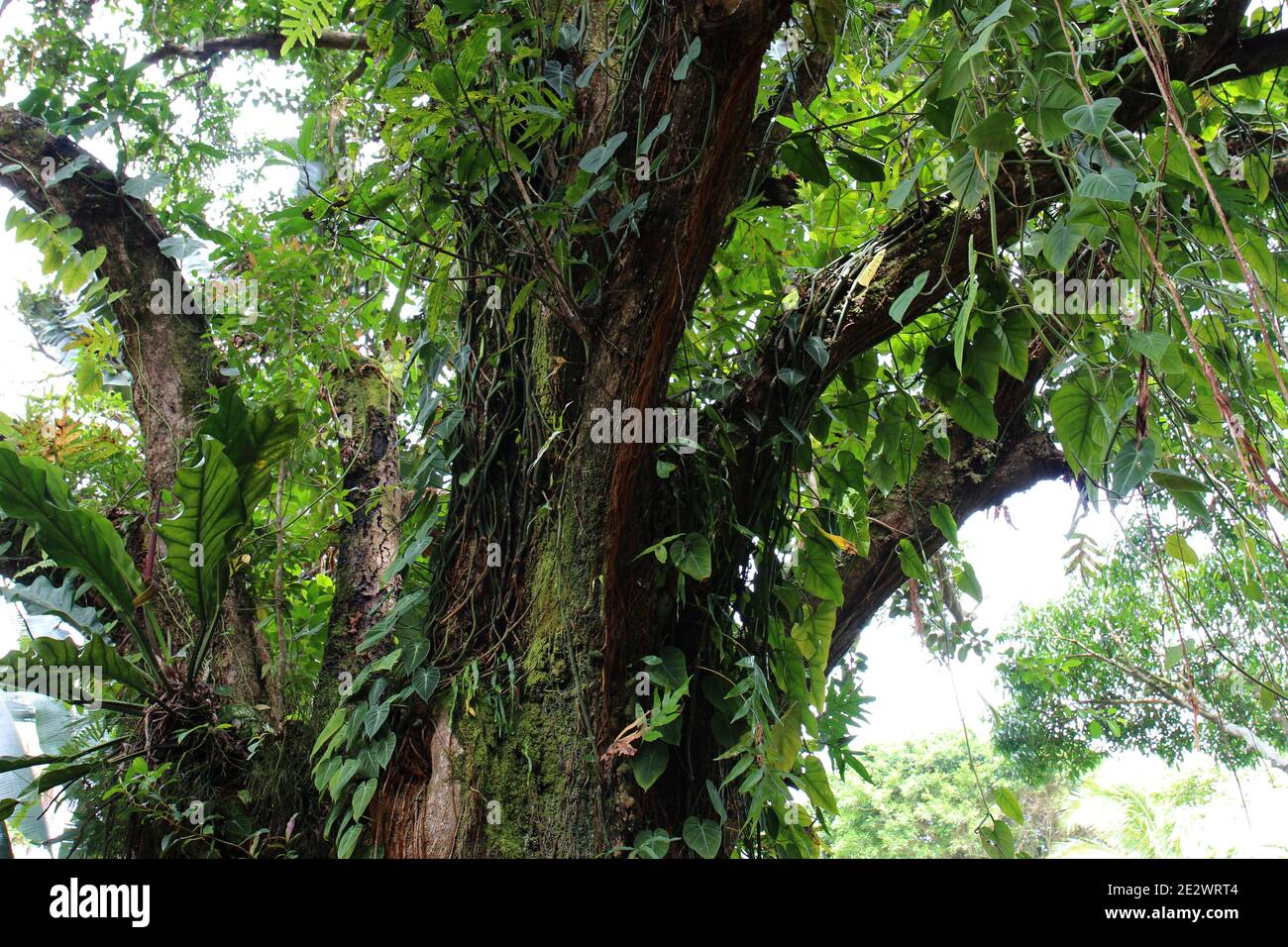 Vines and plants growing on the trunk and branches of a 100 year old