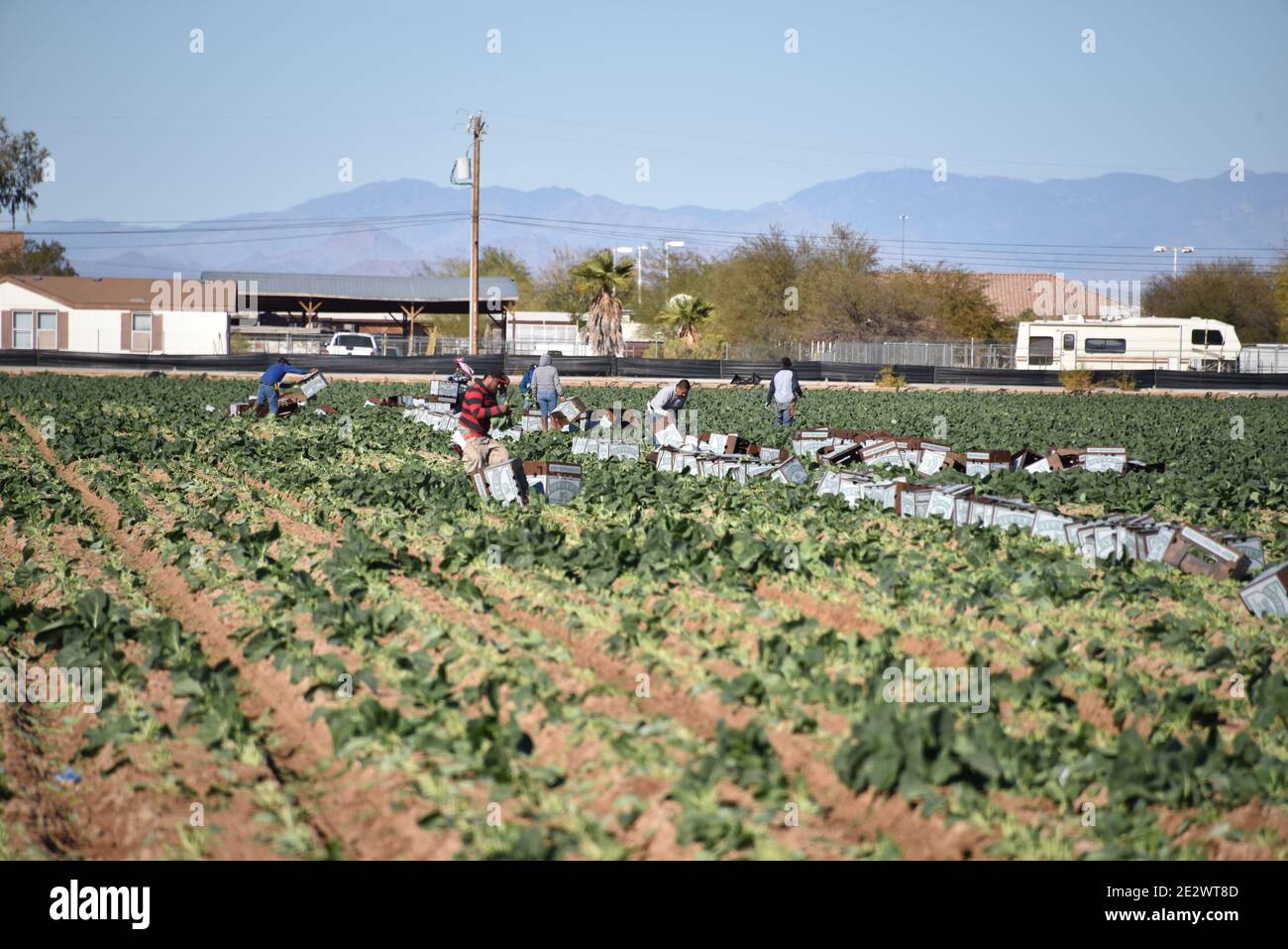 Glendale, AZ. U.S.A. 11/18/2020. EVERKRISP FARMS harvesting collard