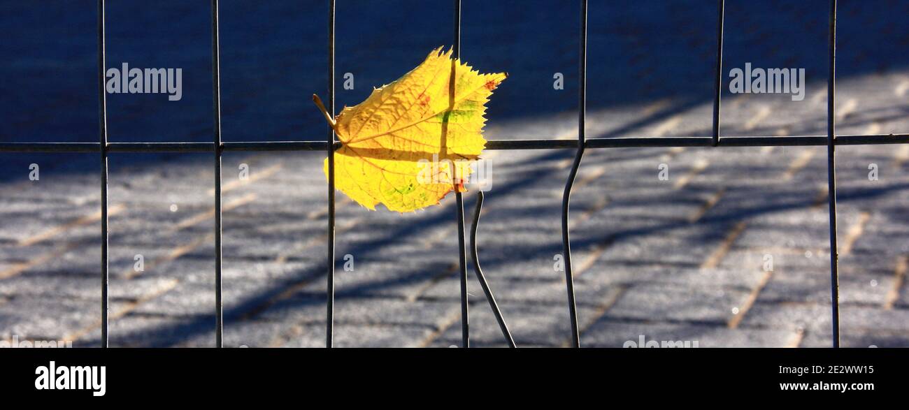 Autumn yellow leaf. Symbol of loneliness, melancholy Stock Photo Alamy