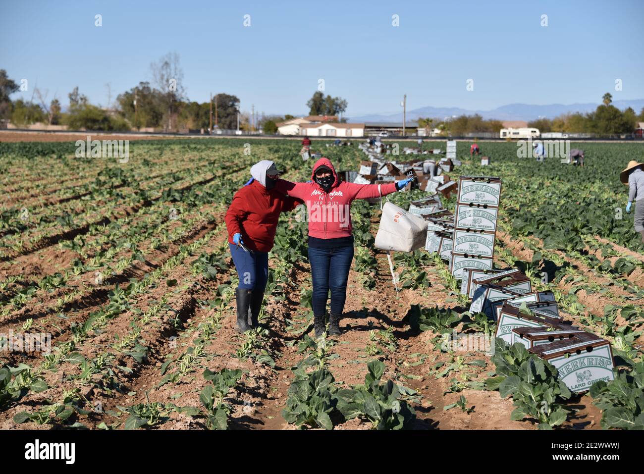 Arizona everkrisp farms hires stock photography and images Alamy