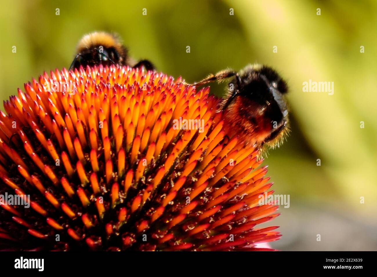 Extreme close up of two bees on coneflower blossom (Echinacea purpurea). Bees pollinating flower, close up Stock Photo
