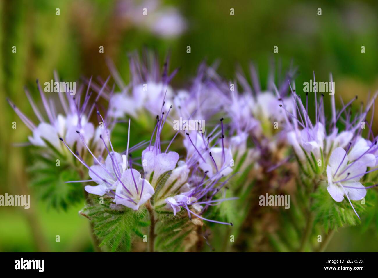 Lacy phacelia phacelia tanacetifolia hi-res stock photography and ...