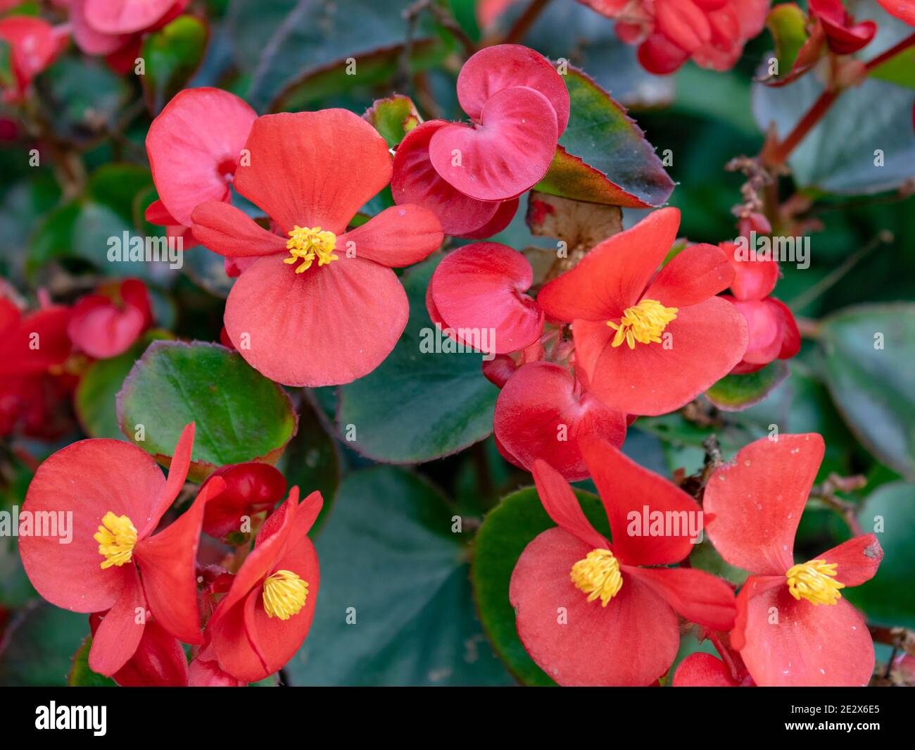Red wax begonia (Begonia cucullata) also known as clubed begonia, closeup, selective focus and full frame Stock Photo