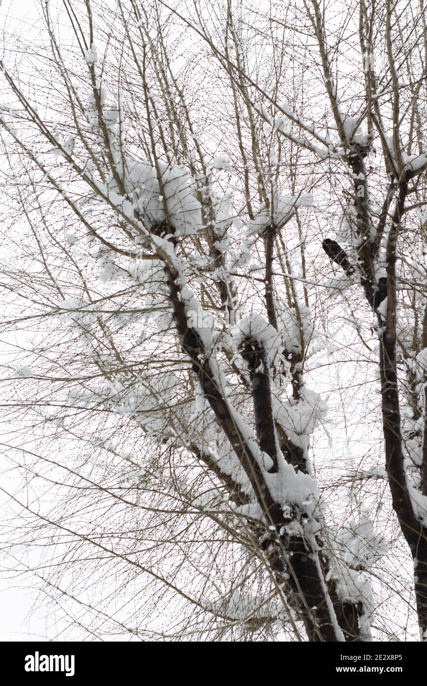 Low angle shot of a beautiful tree covered with snow Stock Photo - Alamy