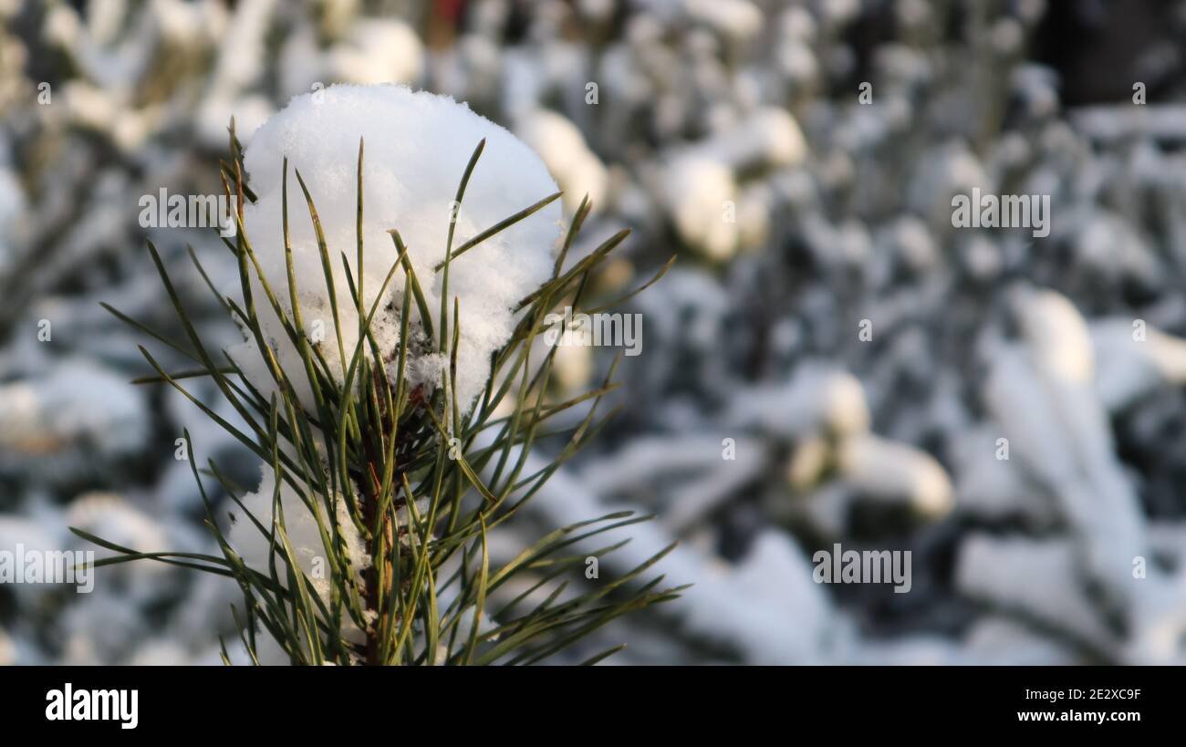 Close-up of a Christmas tree with light snow flakes. The branches of ...