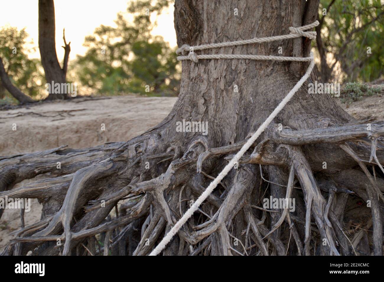 Tap Root Eucalyptus Tree