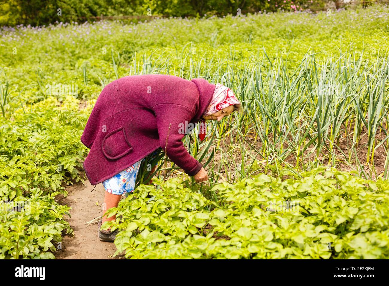 Retired older woman picking vegetables from her garden Stock Photo - Alamy