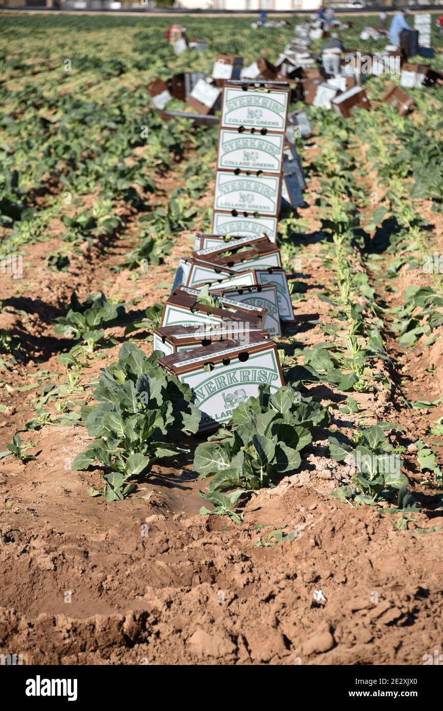 Glendale, AZ. U.S.A. 12/30/2020. EVERKRISP FARMS harvesting collard