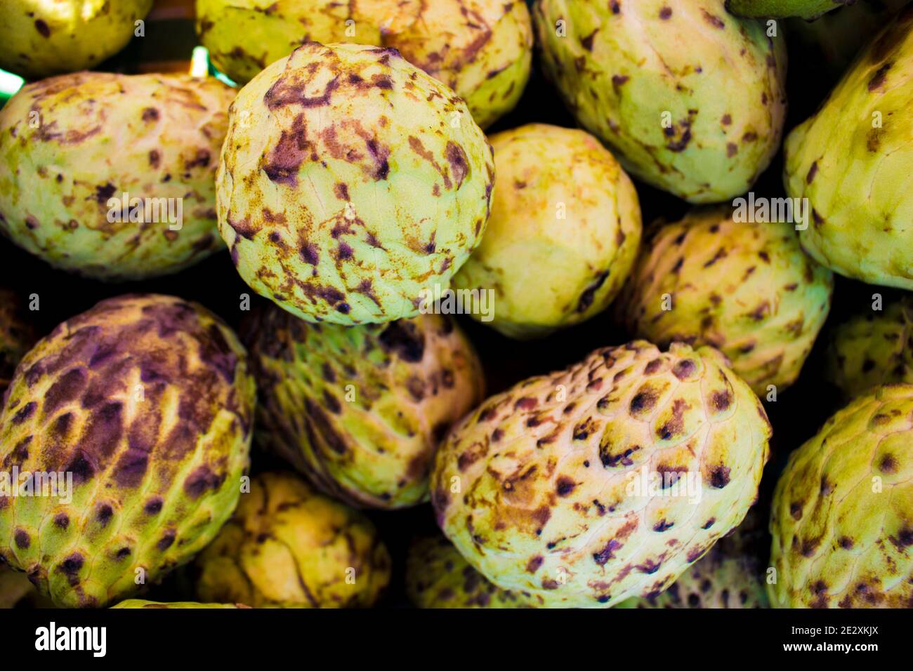 Multiples green raw pineapple-fruits grouped Stock Photo