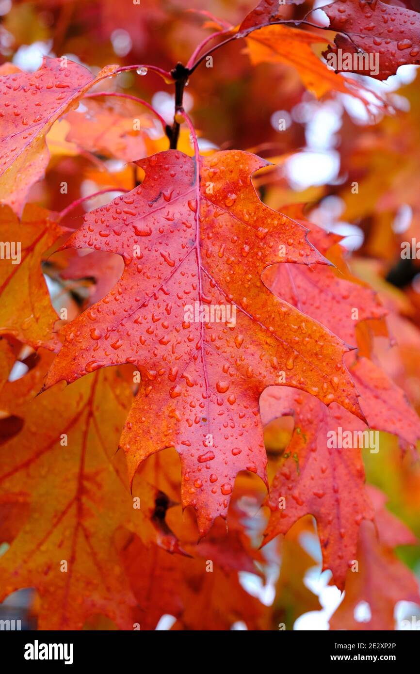 Leaf of a red oak covered in rain drops still on branch in Autumn Stock Photo