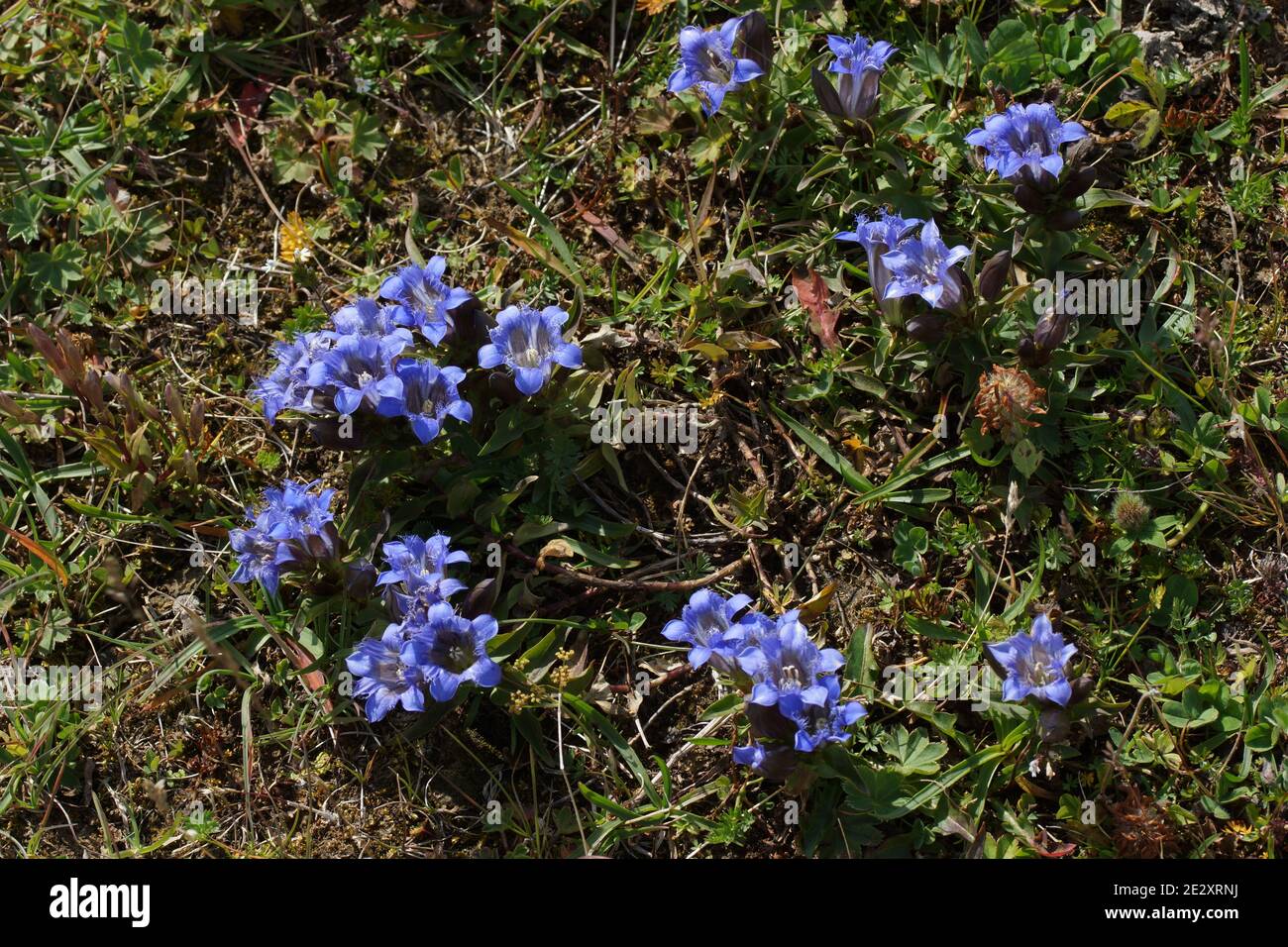 Gentiana septemfida, the crested gentian or summer gentian in natural habitat. Pass Gumbashi,  Caucasus Mountains, Russia. Stock Photo