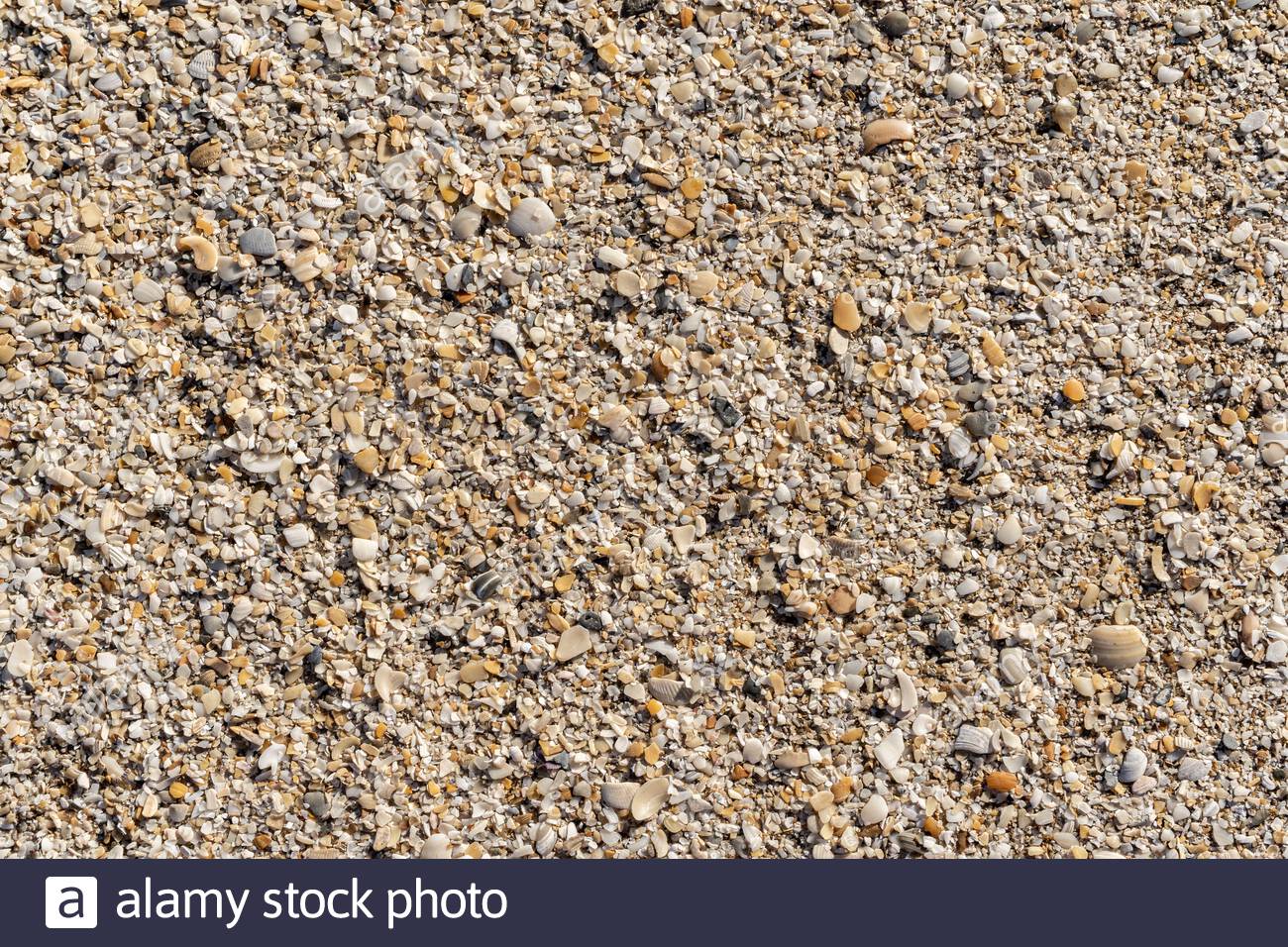 Fine gravel and sea shells on the sand Stock Photo