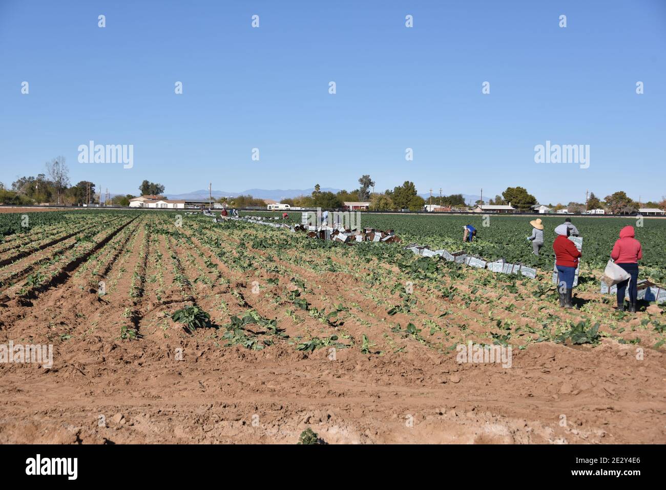 Arizona collard greens hires stock photography and images Alamy