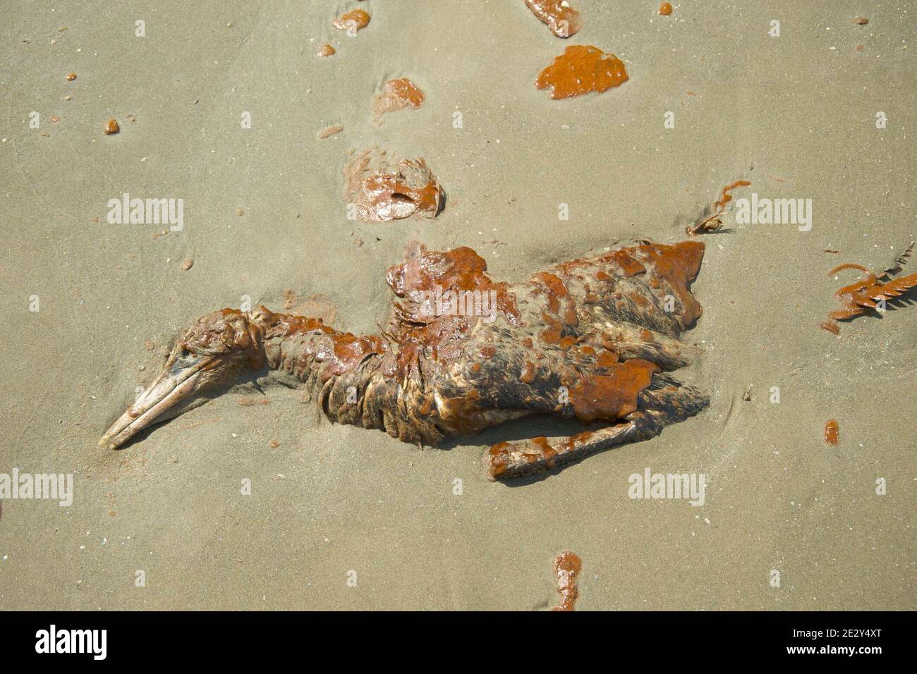 Bp oil spill animal hi-res stock photography and images - Alamy Bp oil spill animal hi-res stock photography and images - Alamy