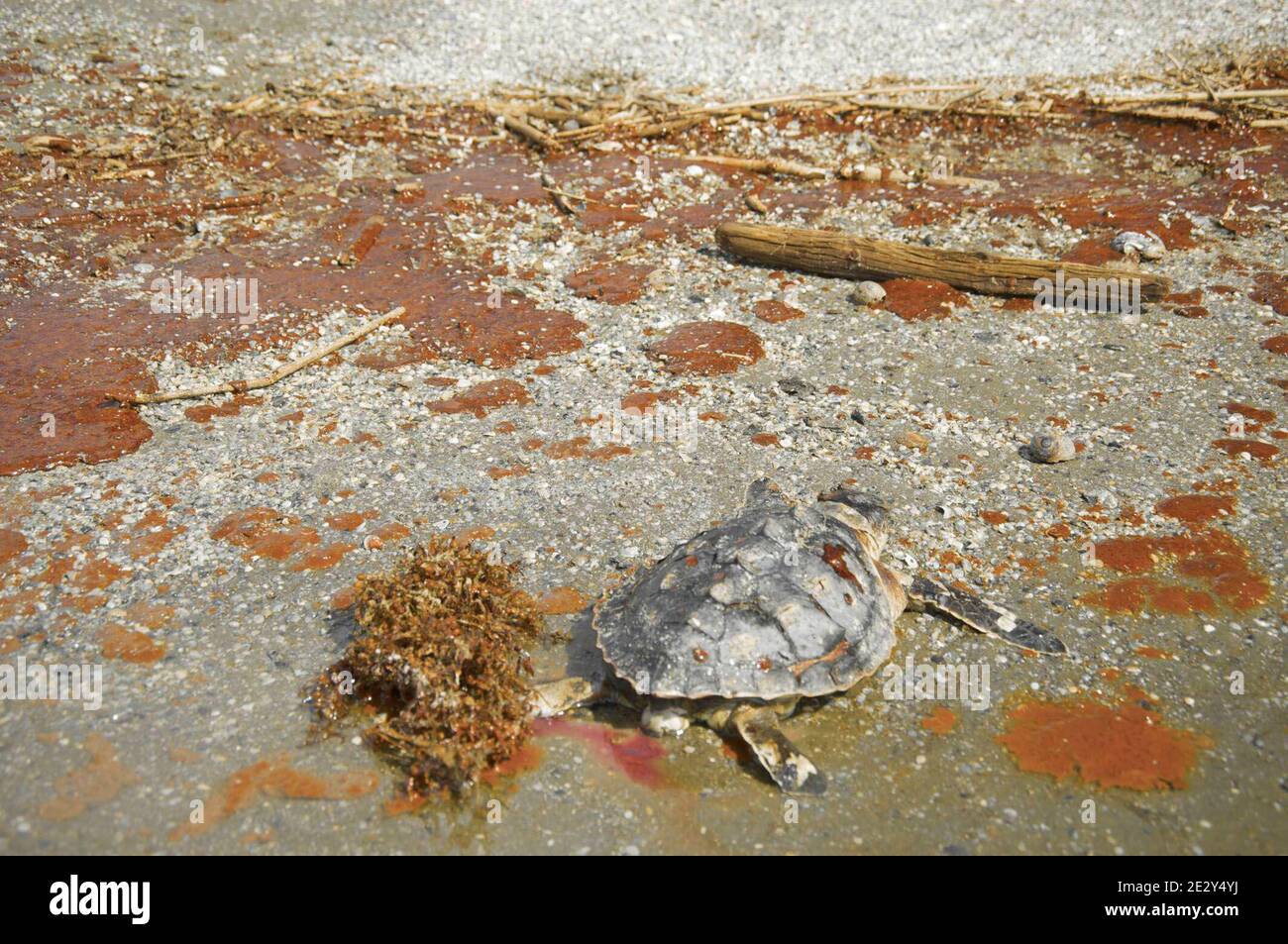Exclusive Coverage - A dead turtle lays on a crude oil May 22, 2010 in GrandTerre Isle, Louisiana. BP officials indicated on Saturday that the latest attempt to plug the source of the worst oil spill in U.S. history still hasn't been successful. Photo by Richard Shephard /ABACAPRESS.COM Please agree fees prior to usage. Stock Photo