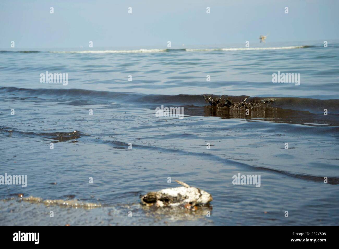 Oil Spill Dead Fish High Resolution Stock Photography and Images - Alamy