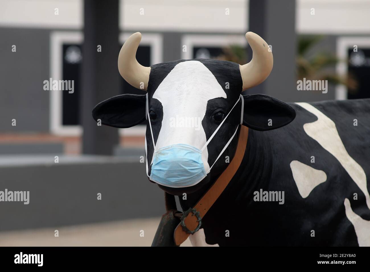 Close up view of toy cow with medial mask on its face Stock Photo