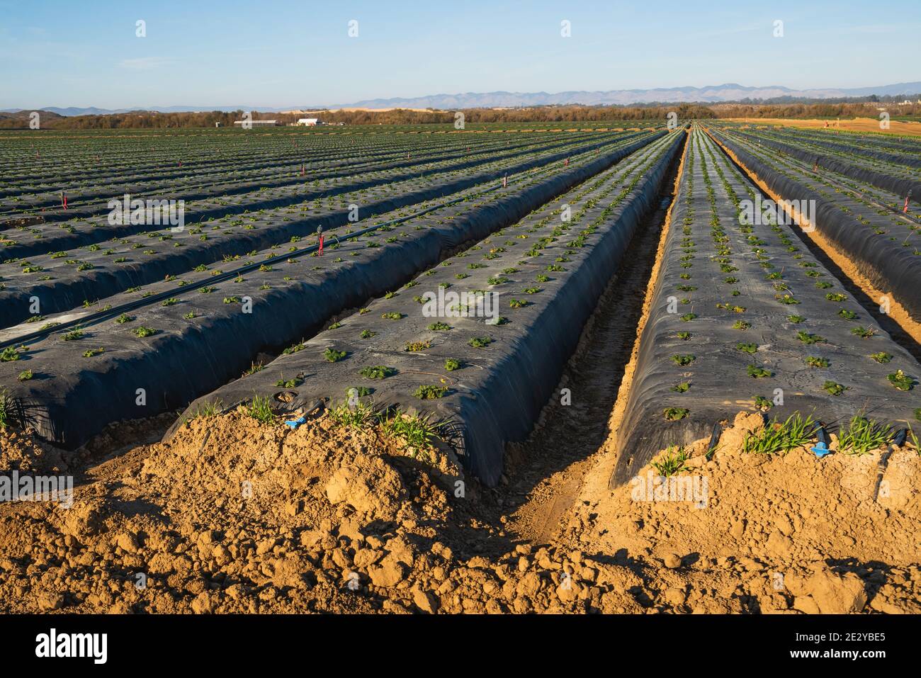 Strawberry field with young plants in sunny day in Santa Barbara County