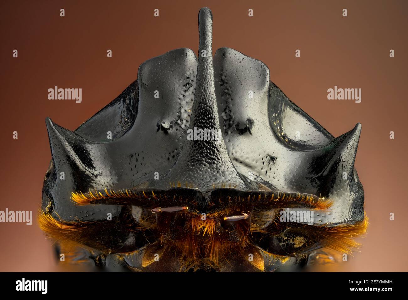 Horned dung beetle Stock Photo