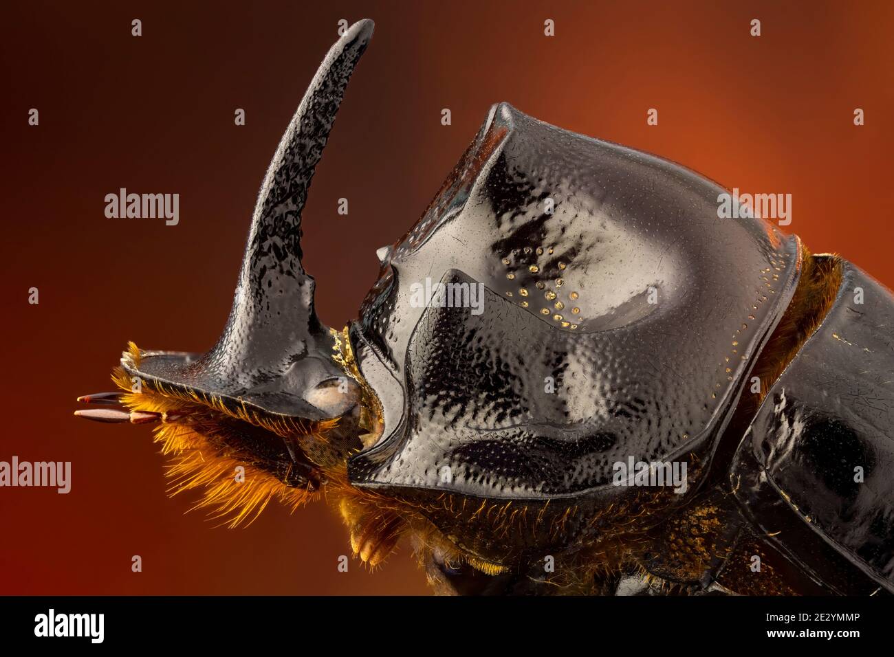 Horned dung beetle Stock Photo