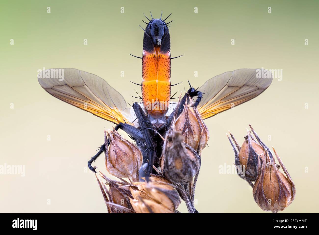 Tachinid fly hi-res stock photography and images - Alamy