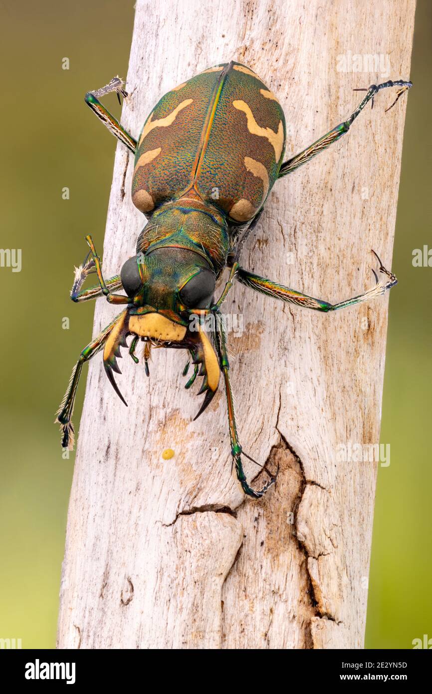Tiger beetle Stock Photo
