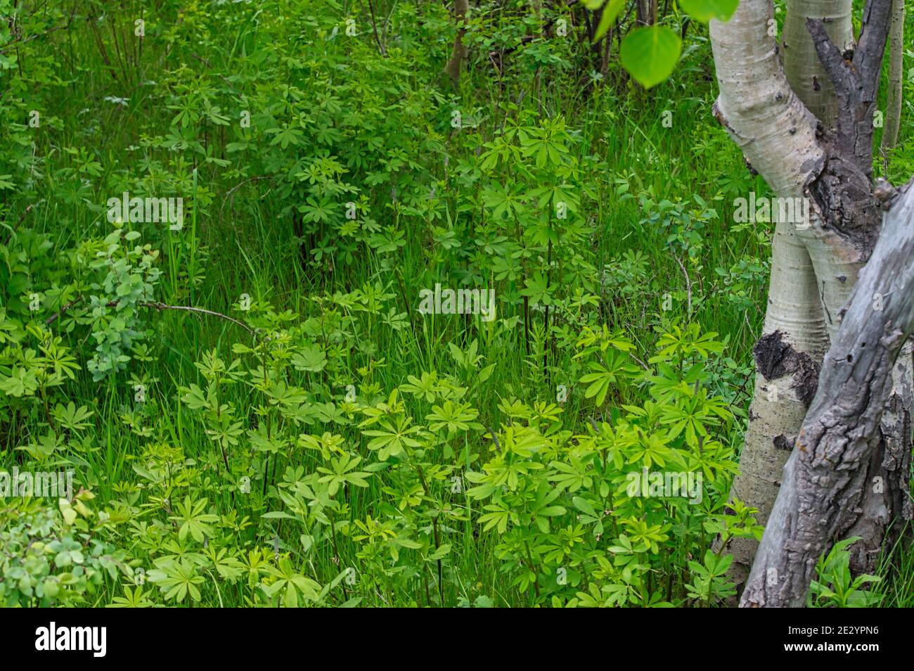 Grass tree high angle hi-res stock photography and images - Alamy