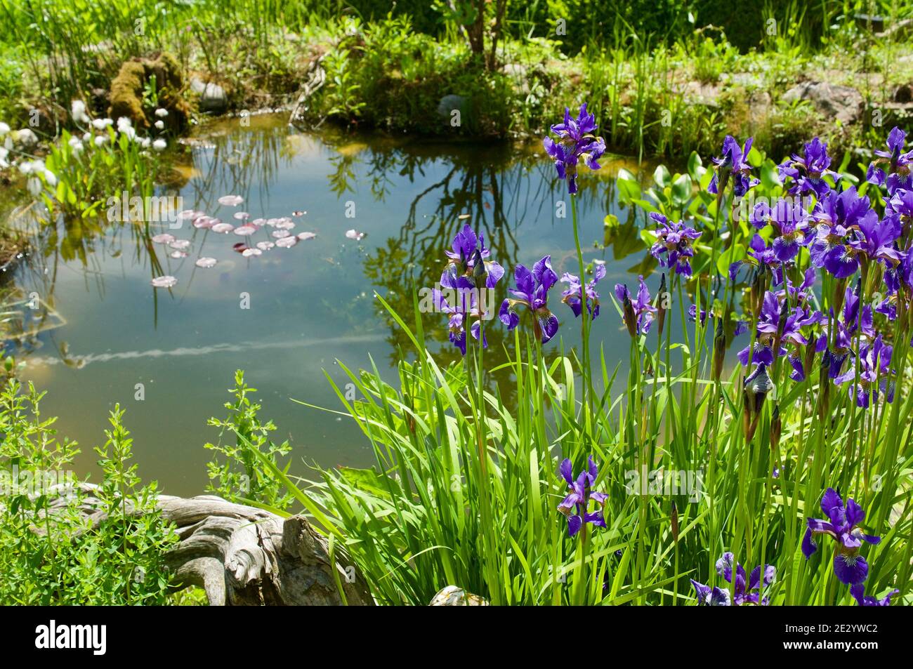 Near-natural garden pond - Naturnaher Gartenteich Stock Photo