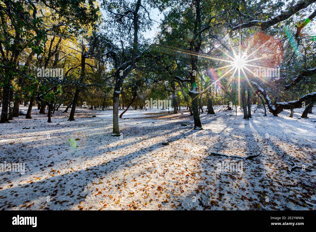 Sun rays, snow, shadows and trees in Ifrane city in Morocco Stock Photo