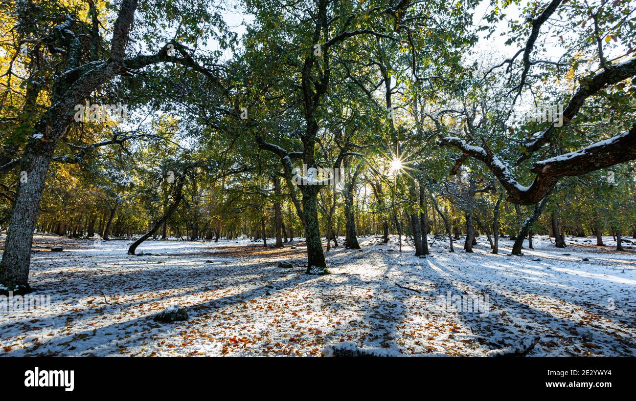 Sun rays, snow, shadows and trees in Ifrane city in Morocco Stock Photo