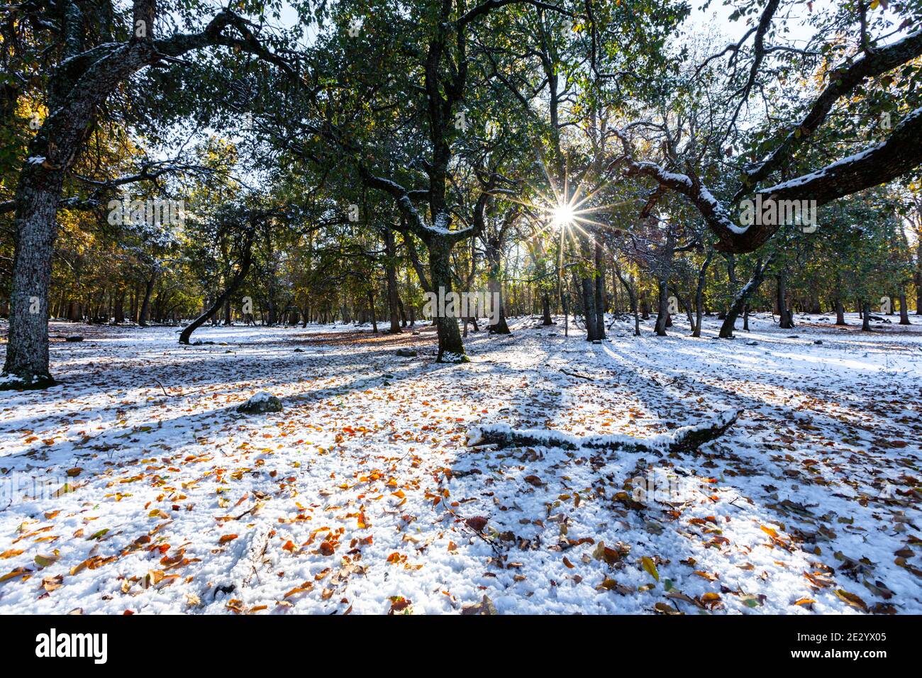 Sun rays, snow, shadows and trees in Ifrane city in Morocco Stock Photo