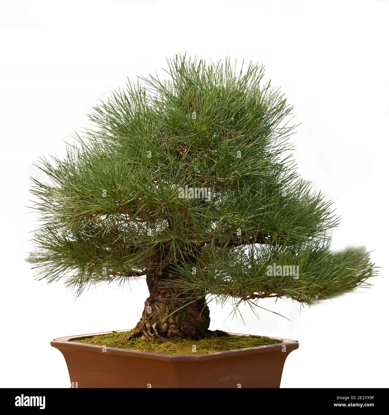 Bonsai tree in ceramic flower pot isolated on white background ...